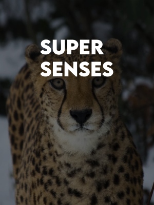 super senses